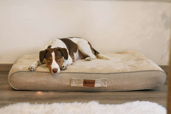 petlando Hundekissen Venezia Ortho